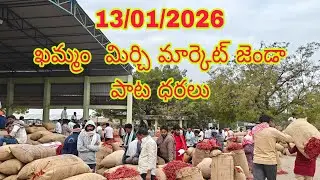 13/01/2026 KHAMMAM  MIRCHI  MARKET TO DAY PRICE JENDA PATA.