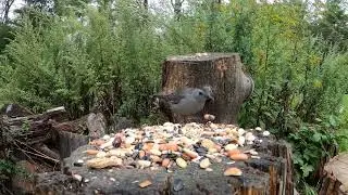 Squirrel, Gray Catbird, Tufted Titmouse, Cardinals