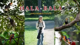 Hala Bala, Hala Bala, Dream Forest, Hornbill Paradise