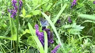 アリオンゴマシジミMaculinea arion /Phengaris arion (Large Blue) 2024/06/26 Col de la Lombarde 1150m France