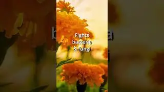The Top Health Benefits of Marigold in 15 Seconds #herbs #plants #plantmedicines #herbology
