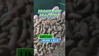 Manfaat MAGOT untuk ikan lele