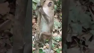 mating monkey in siem reap angkor wat #animals #monkeyvideo #monkeyprank #monkeymonkey