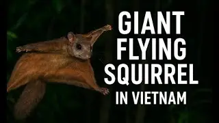 Giant flying squirrel in Viet Nam
