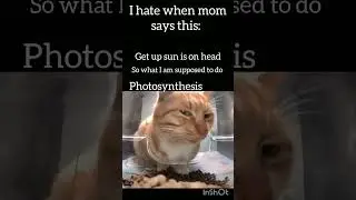 Just mom things 🤣😂#catshorts#cats#Funny#plants#mom#funnycatvideo#Funnycats#Viral#shorts#Dog#catlover