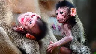 Amazing so beautiful monkey newborn babie, Wild Monkey Family