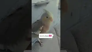 Bird vibes 🎀 #cockatiel #cute #birdvibes #bird #vibes