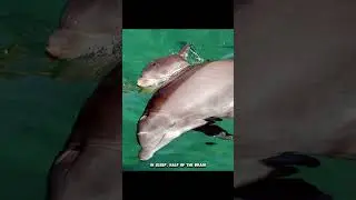 the ability of dolphins to sleep with one eye open