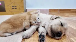 Adorable Golden Retriever Puppy and Cute Kitten Attacked by Sweet Sleep