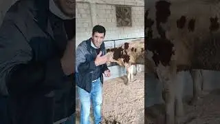 @Importance du fumier des élevages 