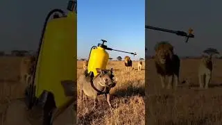 moment funny , Escape lions 🦁 Watch this wild chase unfold #warthogs #wildlife #safari