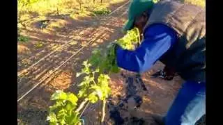 Ormonde - suckering shoot remove 2012.mp4