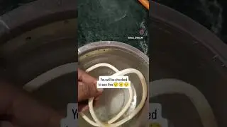 How to Clean Tupperware Boxes Like a Pro!