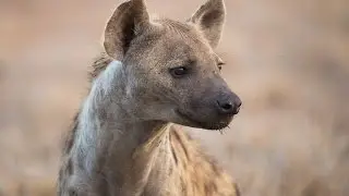 Kruger National Park Wildlife Photography