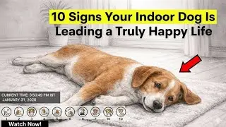 10 Signs Your Indoor Dog Is Leading a Truly Happy Life