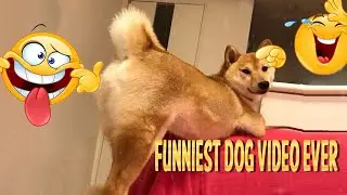 OMG! My Dog Is So FUNNY 😂 | FUNNIEST DOG VIDEO EVER