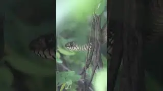 Encounter with a Majestic Rat Snake: Up Close and Fascinating Wildlife Moment!
