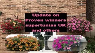 Supertunia vista bubble gum UK summer hanging baskets #supertuniavistabubblegum #provenwinnersUK
