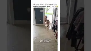 They are gonna need a ham sandwich with doritos stat 😂😂 #dog #dogshorts #dogsofyoutube #dogsvideo