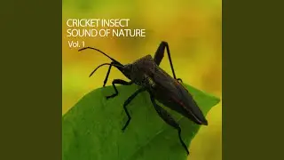 Buzzing Insects