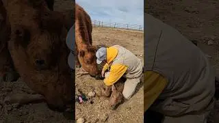 Tagging Baby Ears #hashknife #cow #ranching #cattle #calving #montana @HashknifeRanch