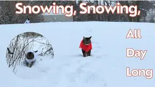 It's Too Much Snow For The Cats