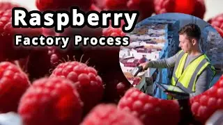 Inside the Modern Raspberry Factory [Full Process ] Gobinda's Process   factory process