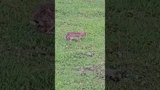 Wild Rabbit on the Farm #rabbit #bunny #farmlife #farm #farming #ranch #ranching