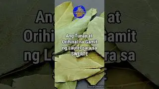 ⭐ANG ORIHINAL NA GAMIT NG LAUREL SA PAMPASWERTE!  #laurelnierffy #kalaurel #bayleaf #fyp