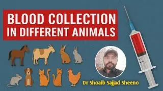 🔬 Blood Collection in Animals | Veterinary Guide by Dr. Shoaib Sajjad Sheeno 🩸
