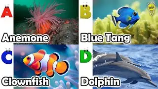 חיות פוניקה ABC | שיר חיות ים ABC | אנגלית וחיות לילדים | שיר אלפביתי לילדים
