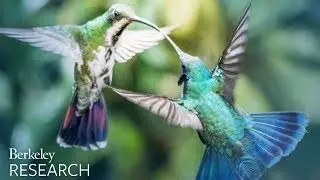 Hummingbirds' bills can do more than sip nectar