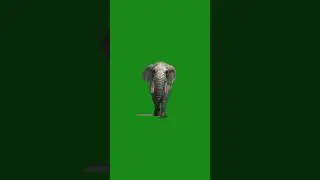 ELEPHANT GREEN SCREEN VIDEO // ELEPHANT WALKING GREEN SCREEN VIDEO #animation #shorts