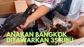Pasar hewan Purbalingga memang gudangnya anakan bangkok berkualitas dan murah! 