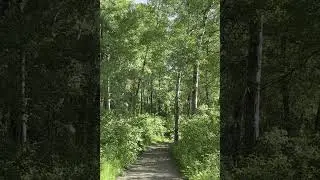 Whitemud Ravine Nature Trail Summer Bird Calls #nature #yeg
