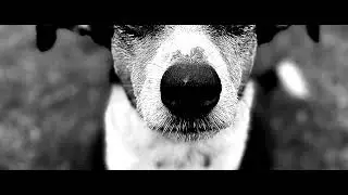 John Gillard - Hey Whisky