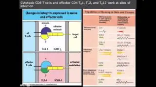 effector t cells