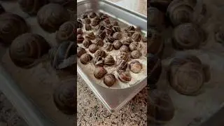 We decided to fight the snails in our vineyard&hellip; now we just eat them 😁 #manaviestate
