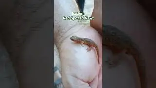 An eastern red spotted newt (𝑁𝑜𝑡𝑜𝑝ℎ𝑡ℎ𝑎𝑙𝑚𝑢𝑠 𝑣𝑖𝑟𝑖𝑑𝑒𝑠𝑐𝑒𝑛𝑠) found while digging a trench