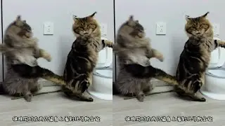 罗宾：你给我等着#vlog十亿流量扶持计划 #缅因猫 #万物可爱计划可爱在我家