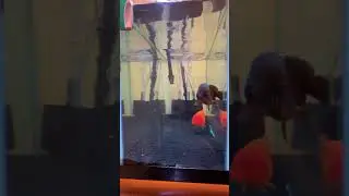 Goldfish Tank Cycling