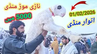 1 February 2026 ناڑی موڑ منڈی مندرہ مارکیٹ کا جائزہ لیں حق سچ پر مبنی معلومات Mundra Mandi Pakistan