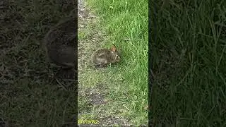 BABY BUNNY (SHORTS)(2021)