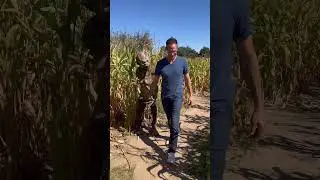 SCARY CORN MAZE FROM HELL #shorts