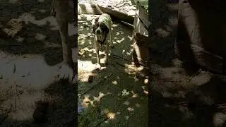 Pointer dog and her children  #youtubeshorts #shortsvideo