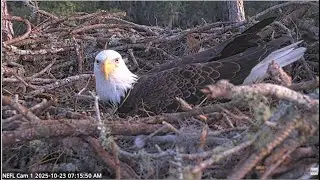 NEFL Eagles ~ BEAU TESTS OUT THE NEST ♥ Teamwork Make The Dream Work! Stick Discussions 😊 10.23.25