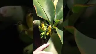 Edible Indoor Grown  Banana&rsquo;s! (Full video soon) #shorts
