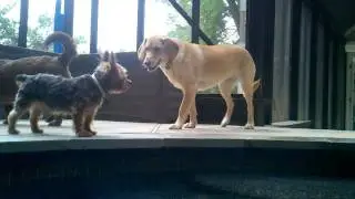 Dogspool