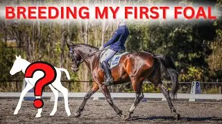 BREEDING MY FIRST FOAL!