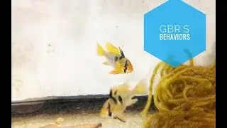 German Blue Rams: Breeding behaviors and coloration with audio